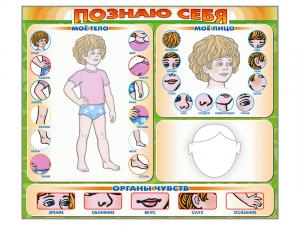 Стенд маркерный "Познаю себя" (тело, голова, органы чувств)