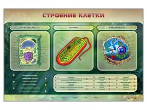 Электрифицированный стенд "Строение клетки"