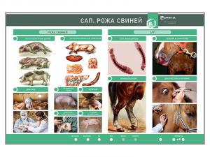 Электрифицированный стенд «Сап. Рожа свиней»