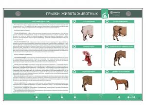Интерактивный светодинамический стенд «Грыжи живота животных»