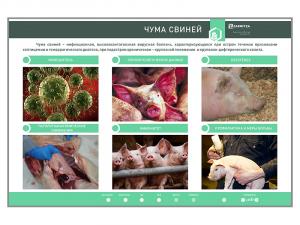 Электрифицированный стенд "Чума свиней"