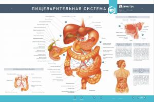 Интерактивный светодинамический стенд "Пищеварительная система" с макетными образцами