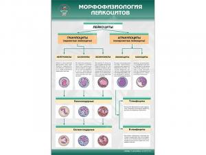 Стенд "Морфофизиология лейкоцитов"