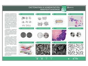 Электрифицированный стенд «Систематика и номенклатура микроорганизмов»